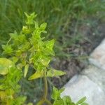 Euphorbia peplus Habit