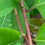 Lonicera japonica বাকল