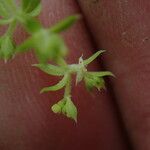 Galium asperifolium ᱮᱴᱟᱜ