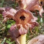 Orobanche caryophyllaceaFlower