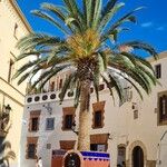 Phoenix canariensis List