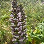 Acanthus spinosus Blomst