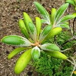 Rhododendron yakushimanum Leaf