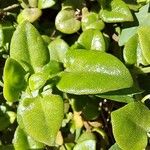 Mesembryanthemum cordifolium Blatt