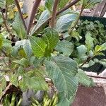 Dahlia pinnata Leaf