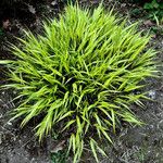 Hakonechloa macra Habit