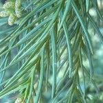 Cryptomeria japonica ᱥᱟᱠᱟᱢ