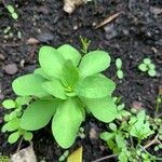 Euphorbia peplusBlad