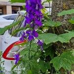 Delphinium ajacis Flower