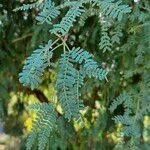 Prosopis koelziana Leaf