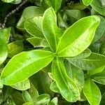 Ixora chinensis 葉