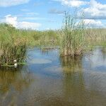 Cyperus giganteus 叶