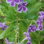 Duranta erecta Floro