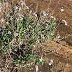 Otomeria oculata Flor