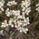 Pseudognaphalium californicum Flower