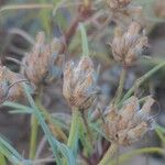 Plantago sempervirens Fruit