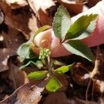 Panax trifolius Hábitos