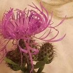 Centaurea trichocephala Flower