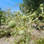 Eryngium paniculatum ഫലം