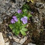 Primula algida Habitus