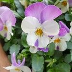 Viola × williamsii Blüte