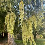 Cupressus nootkatensis Folha