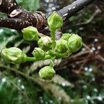 Pyrus calleryana 花