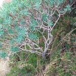 Euphorbia dendroides Leaf
