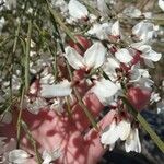 Retama raetam Fleur