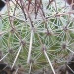 Thelocactus conothelos Лист