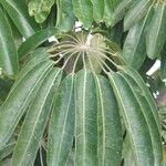 Schefflera actinophylla Φύλλο