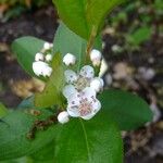 Aronia x prunifolia ফুল