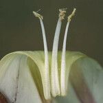 Calystegia longipes Кветка