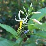 Solanum bahamense Kvet
