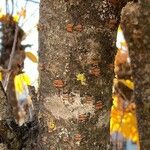 Prunus sargentii Bark