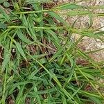 Luzula alpinopilosa Leaf