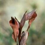 Serapias vomeracea Λουλούδι