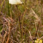 Pinguicula lutea Staniste