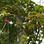 Syzygium malaccense ഇല