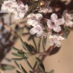 Thymus algeriensis Virág