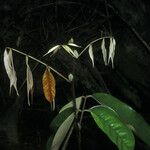 Spirotropis longifolia Hoja