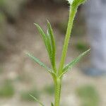 Sabulina verna Écorce