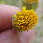 Encelia frutescens