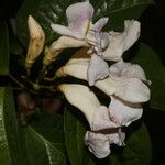 Cydista aequinoctialis Цвят