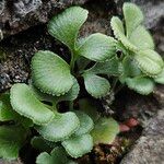 Asplenium ruta-muraria Blad