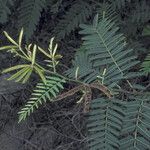 Mimosa pigra Egyéb