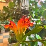 Aeschynanthus speciosus 花