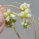 Cuscuta europaea Květ