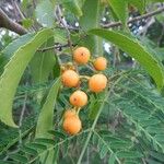 Celastrus paniculatus Fruit