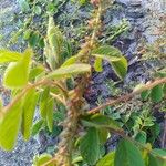 Indigofera hirsuta Flor